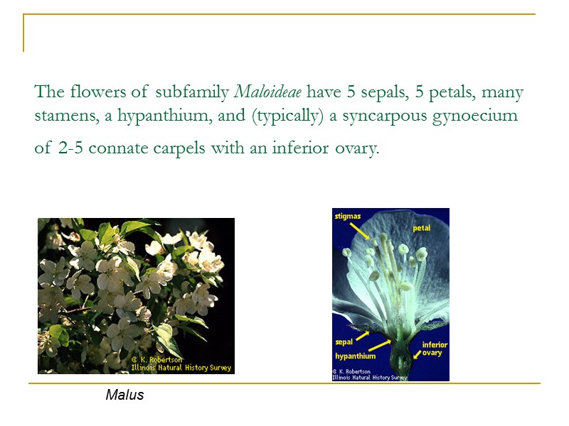The flowers of subfamily Maloideae have 5 sepals, 5 petals, many stamens, a hypanthium,